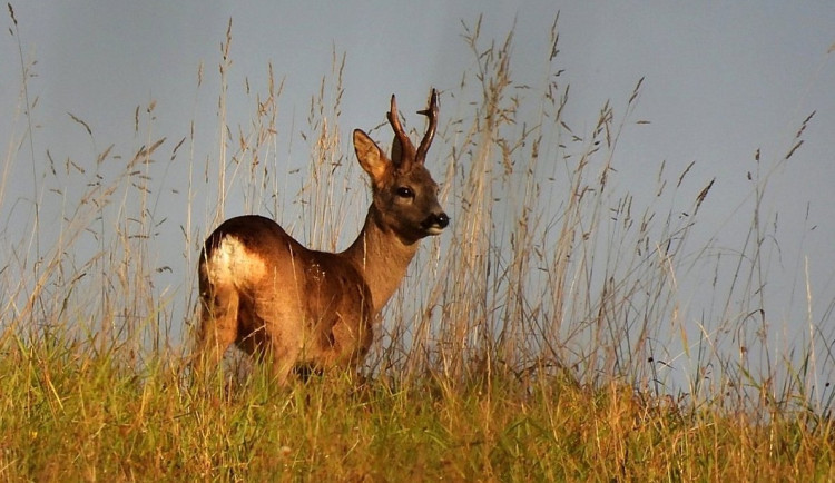 Fotoreportáž: Moje lovy beze zbraní