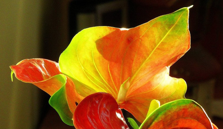 Seniorské nemoci a vitamíny