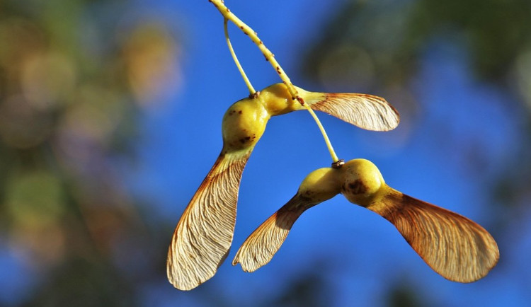 Křidélka. Vzpomínka na léto 1973