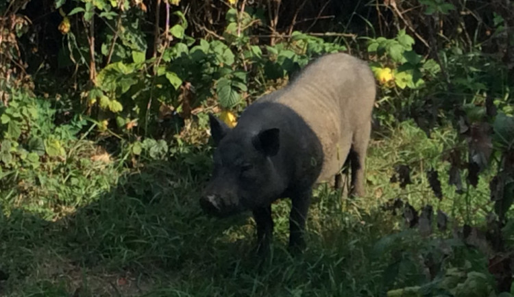 FOTO: Bobr, prase nebo poník. Podívejte se, jaká zvířata letos strážníci v Olomouci odchytili