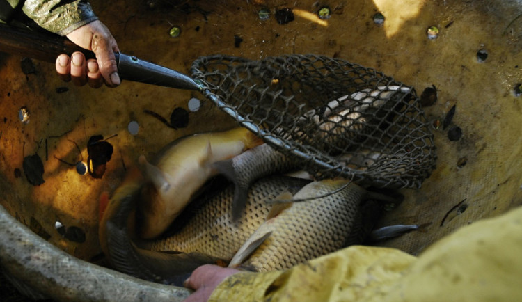 Výlov Hradeckého rybníka v Tovačově se koná tento víkend, pořadatelé čekají tisíce lidí