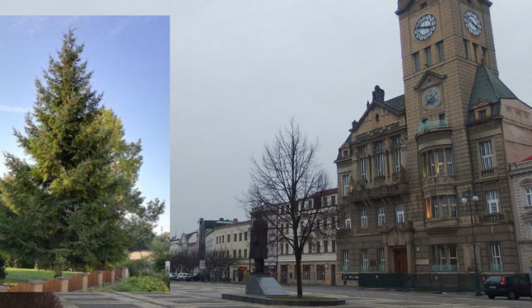 Prostějov hledá jméno vánočního stromu, bude jím douglaska tisolistá z Vrahovic