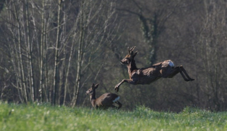 U Radíkova někdo zastřelil srnce, šlo o chovný kus pravidelného šesteráka