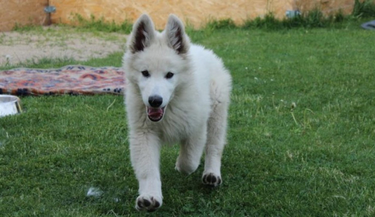 Zloděj přelezl plot a ze zahrady ukradl štěně bílého švýcarského ovčáka. Hrozí mu tři roky vězení