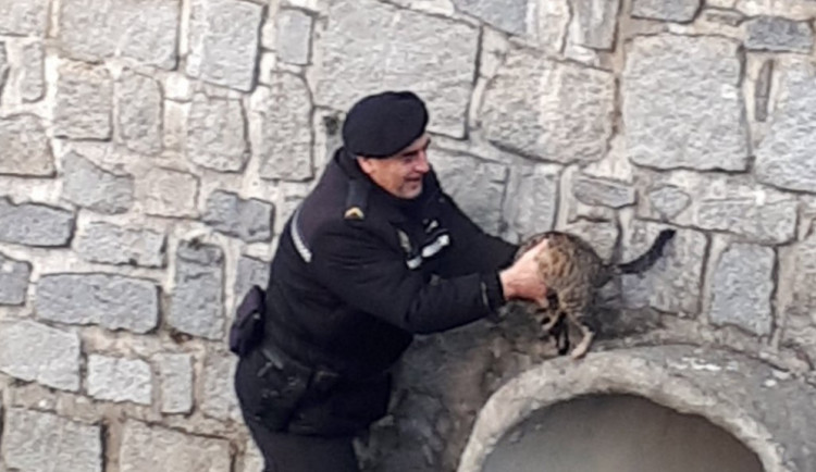 FOTO: Kočka uvízla v korytě řeky, ven jí pomohli strážníci