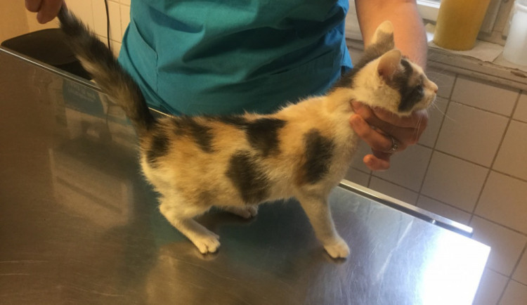 Strážníci našli v krabici u popelnic kotě. Předali ho veterináři
