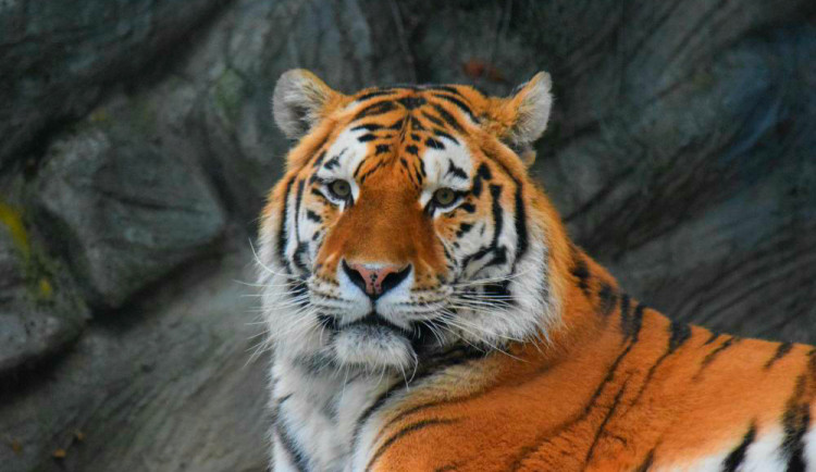 Olomoucká zoo láká na vánoční prohlídky. Na Štědrý den je otevřeno od devíti do dvou