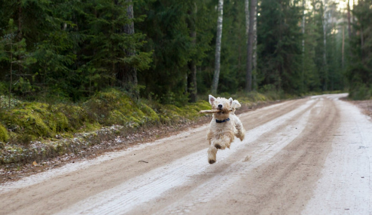 Řidič srazil psa. Na autě je škoda za pětadvacet tisíc, pes z místa utekl