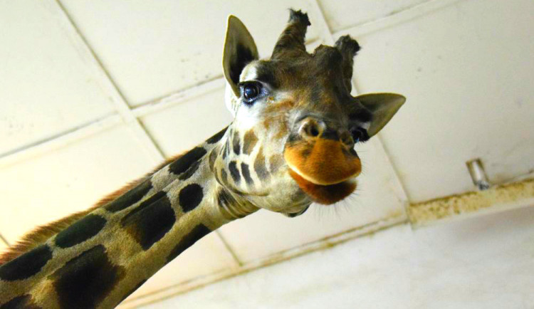 Jak se žije zvířatům v olomoucké zoo v zimě? Venčit se musí i žirafy