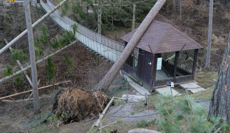 AKTUÁLNĚ: Olomoucká zoologická zahrada zůstává kvůli kalamitě zavřená