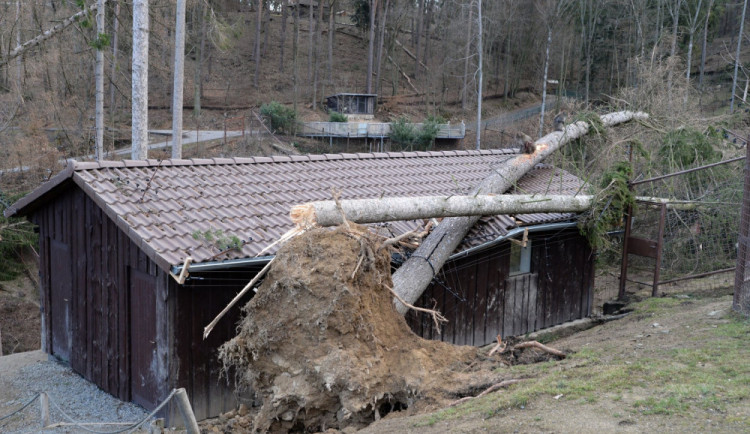 Olomoucká zoo se zotavuje z vichřice Eberhard. Pomoci můžete i vy