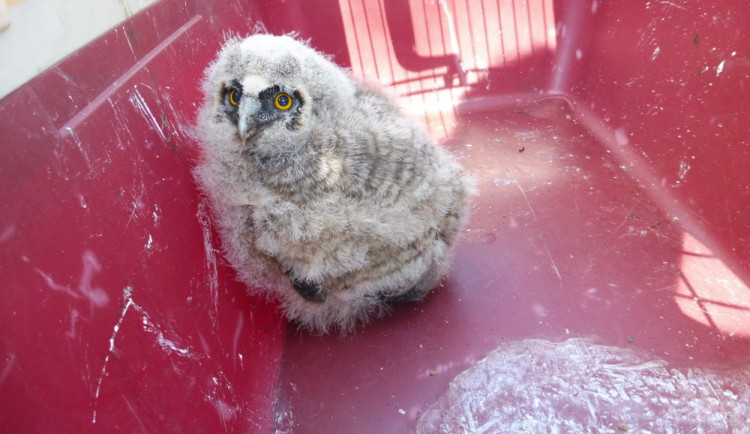 Mládě sovy, které leželo na zemi, skončilo v záchranné stanici