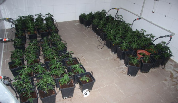 Kriminalisté objevili na Olomoucku pěstírnu konopí. Majiteli hrozí pět let