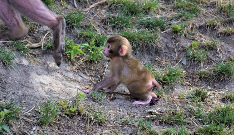 FOTO/VIDEO: V olomoucké zoo se narodila tři mláďata makaka červenolícého