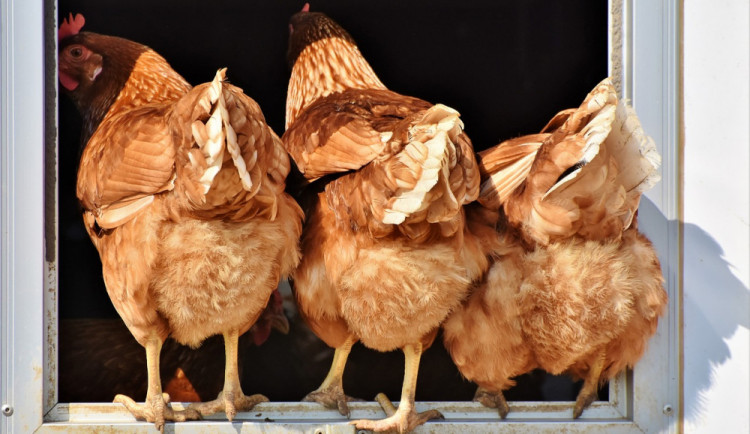 Zloděj se dostal na zahradu. Vykoupal se v bazénu, pak ukradl slepici, zeleninu i spodní prádlo