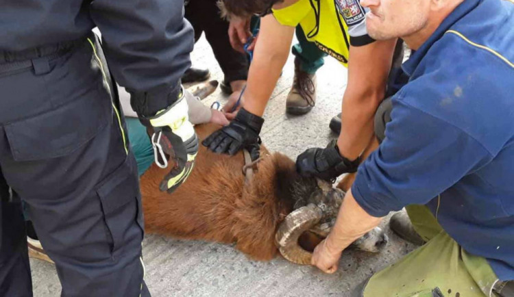 FOTO: Policisté i hasiči honili berana, který na Olomoucku zastavil vlakovou dopravu a zranil svého majitele