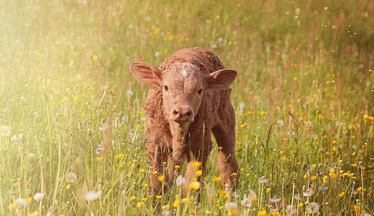 Policie se zabývá případem zmizelého telete