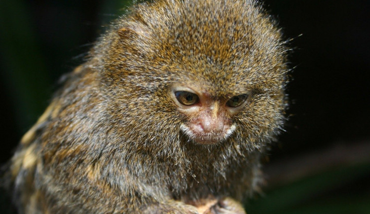 Muž zaplatil za dopravu darované opičky. Nikdy se jí nedočkal
