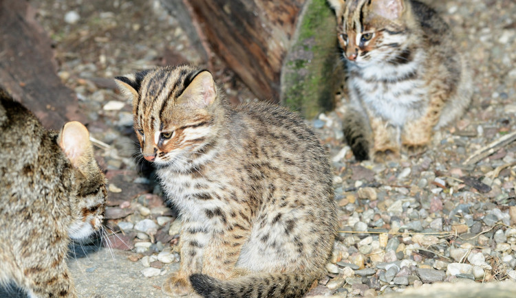 FOTO: Mláďata kočky amurské čeká na konci roku cesta do Itálie a Německa