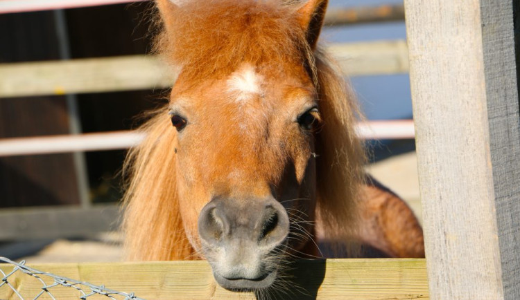 Zbytečná smrt zvířete. Poník nepřežil noční srážku s osobním vozidlem