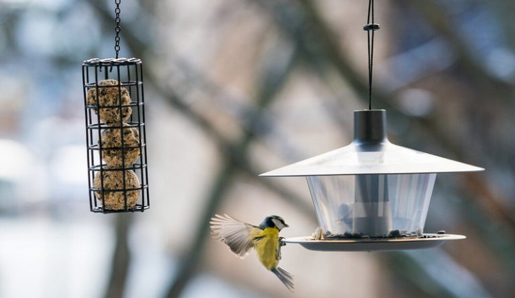 V pátek začíná Ptačí hodinka! Celé Česko bude sčítat ptáky na krmítkách