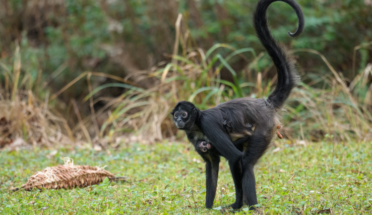 Čtyřměsíční chápan má jméno. V Zoo Praha ho v sobotu pokřtili