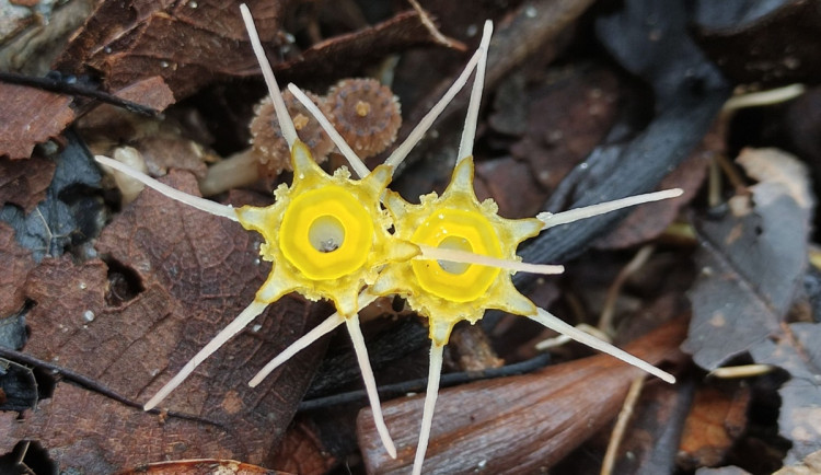 Biologové z Univerzity Palackého budou pátrat po zapomenutých rostlinách. Některé z nich nikdo neviděl přes sto let