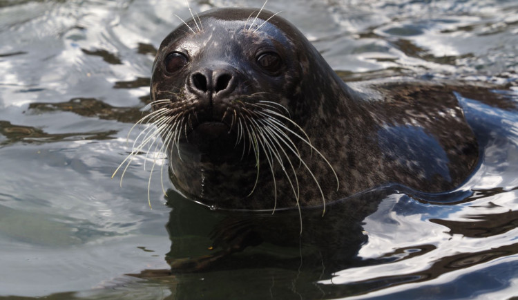 Jihlavská zoo po šestnácti letech ukončuje chov oblíbených tuleňů. Snad to návštěvníci pochopí, doufá ředitel