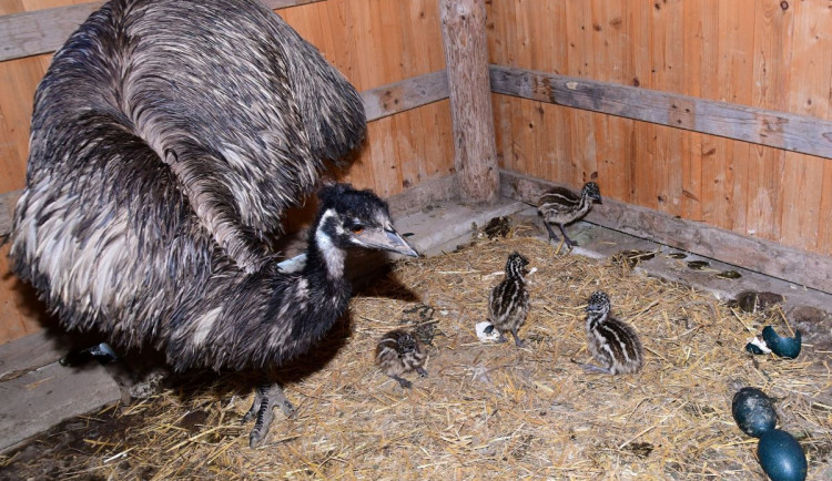 Skvělý úspěch v olomoucké zoo. Návštěvníci se mohou těšit na mláďata emu hnědých
