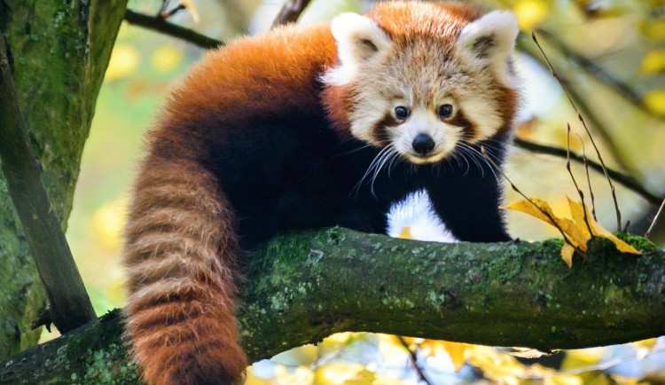 V jihlavské zoo není o mláďata nouze. Před několika dny se narodila panda červená