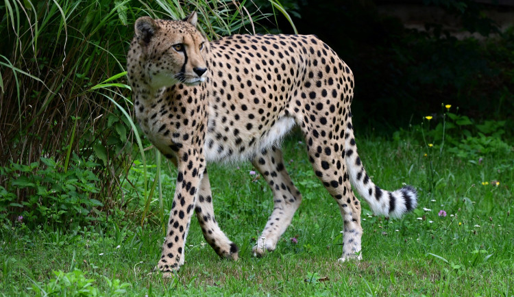 Do olomoucké zoo se vrátili gepardi. Dva noví samci přijeli ze Dvora Králové