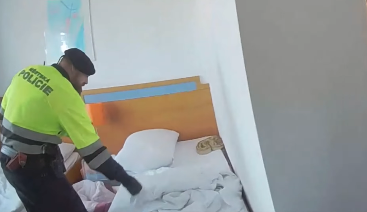 Strážníci odchytli hada. Jeho majitelka odešla z hotelu bez zaplacení