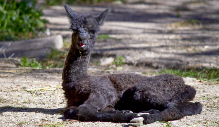 Milé zprávy z jihlavské zoo, v minulém týdnu se zde narodily dvě alpaky