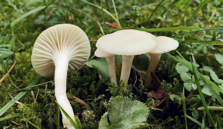 BLOG: Voskovka panenská, zřejmě nejhojnější voskovka