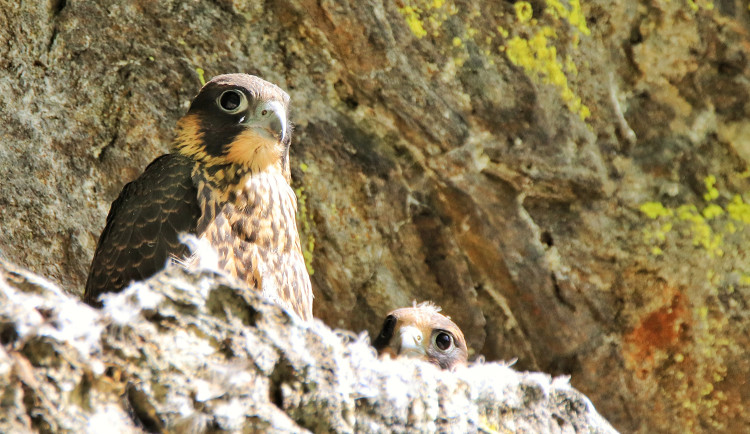 Národní park Šumava chce zavést nová omezení vstupů do klidových zón, důvodem je ochrana sokolů a tetřívků