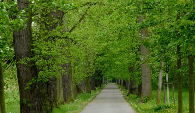 Stromořadí k minerálce na Tachovsku uspělo v anketě Alej roku, vysázet ho nechal už hrabě Windischgrätz