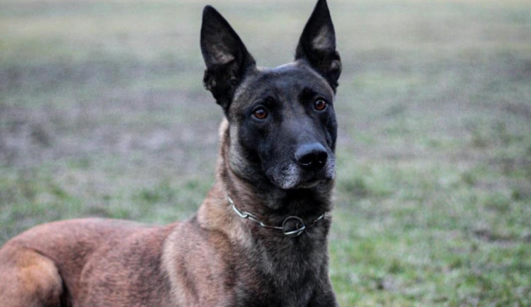 Zloděj se chtěl schovat na stavebním regálu. Proti policejnímu psovi ale neměl šanci