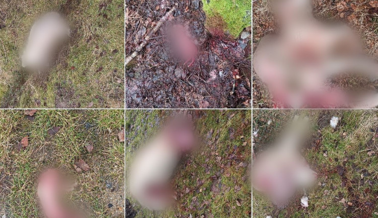 Vlci u Volar roztrhali ovce a berana. Lidé se bát nemusí, uklidňuje národní park Šumava