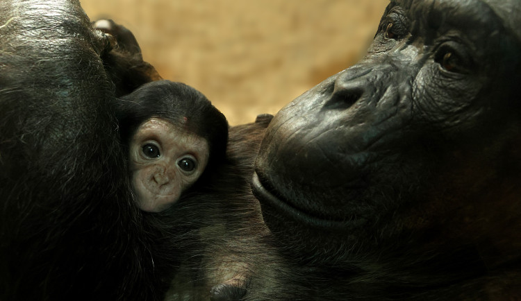 Návštěvníci plzeňské zoo už mohou obdivovat mládě šimpanze. Prosíme o ohleduplnost, apeluje zahrada