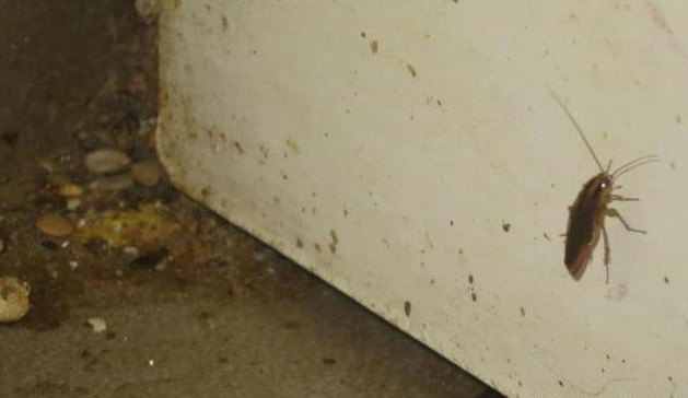 Špína na podlaze, živí i uhynulí švábi. Inspekce zavřela indickou restauraci v Táboře