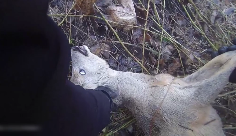 VIDEO: Vysílený srnec se zamotal do ostružin, bez pomoci by nejspíš zahynul