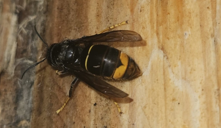 Invazní sršeň asijská je znovu v Česku, přijela v kamionu z Francie