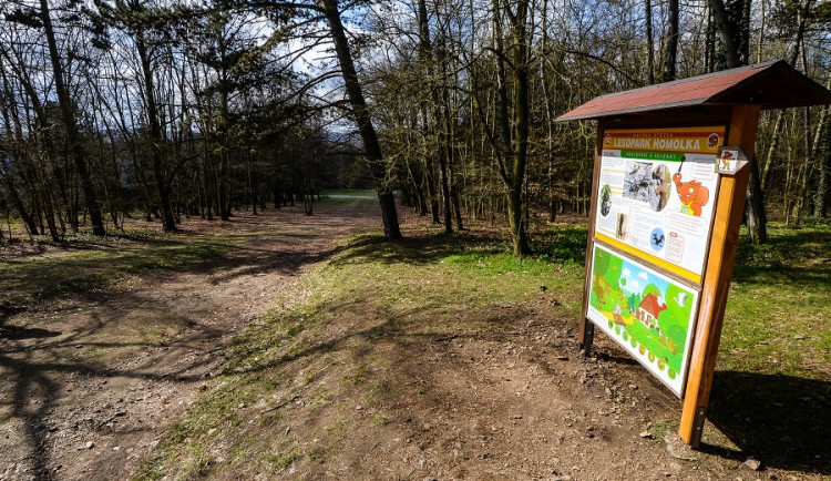 Přes 90 stromů v lesoparku Homolka půjde k zemi, dřeviny jsou suché a poškozené