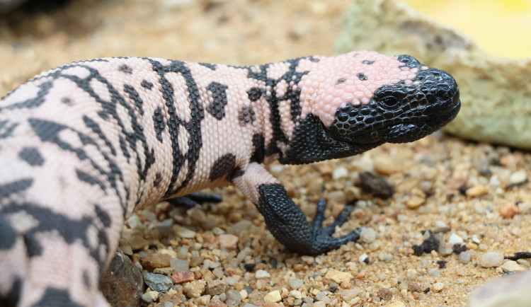 Chovatelům z plzeňské zoo se podařilo rozmnožit dva druhy jedovatých ještěrů