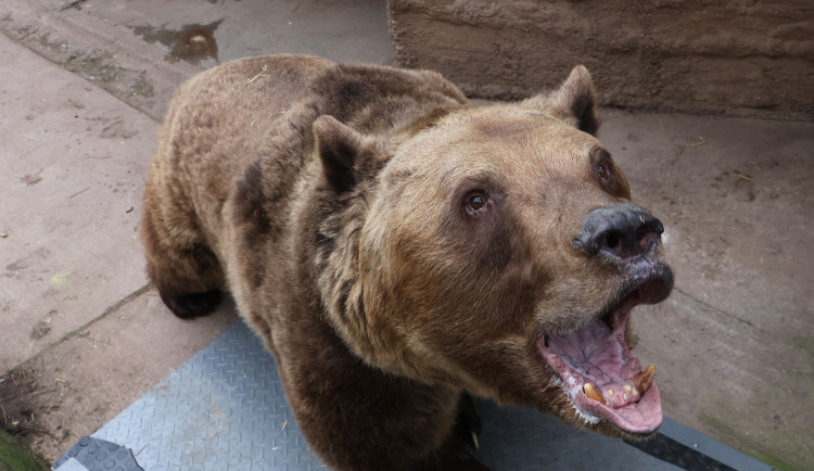 Ze zimního spánku vstali plzeňští medvědi o 50 kilo lehčí, hvězdy večerníčků se zatím rozkoukávají
