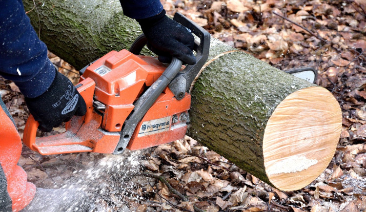 Obvod vykácí stromy u Košuteckého jezírka a ve vnitrobloku na Lochotíně, nahradí je aleje a záhony