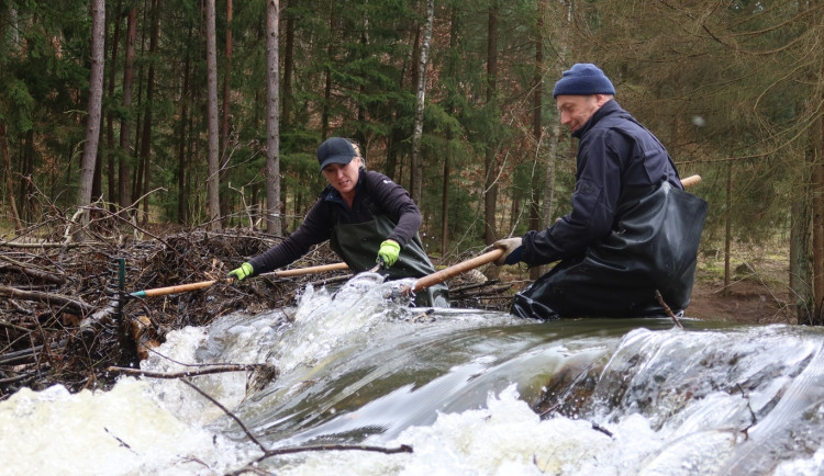 Pod bobřím mokřadem unikal plyn, ochránci přírody z něj upustili vodu kvůli opravě