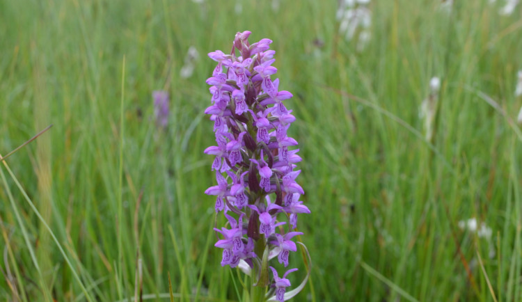 Šetrné zemědělství prospívá krajině, území u Nemanic pokrývají vzácné druhy orchidejí