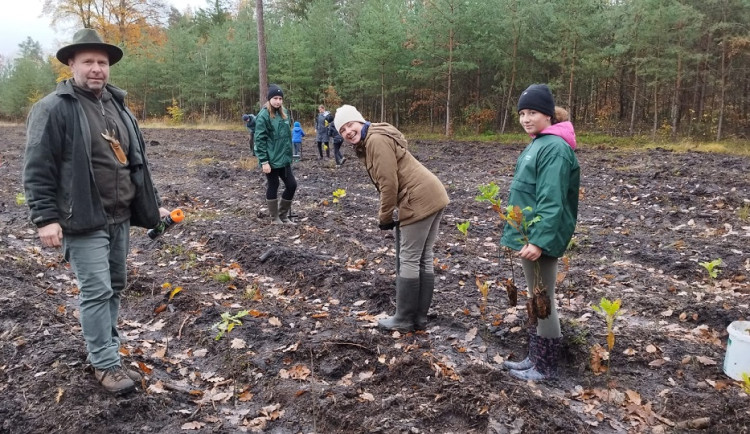 Veřejnost se může zapojit do obnovy městského lesa, zapotřebí je zasadit celkem 4 000 sazenic