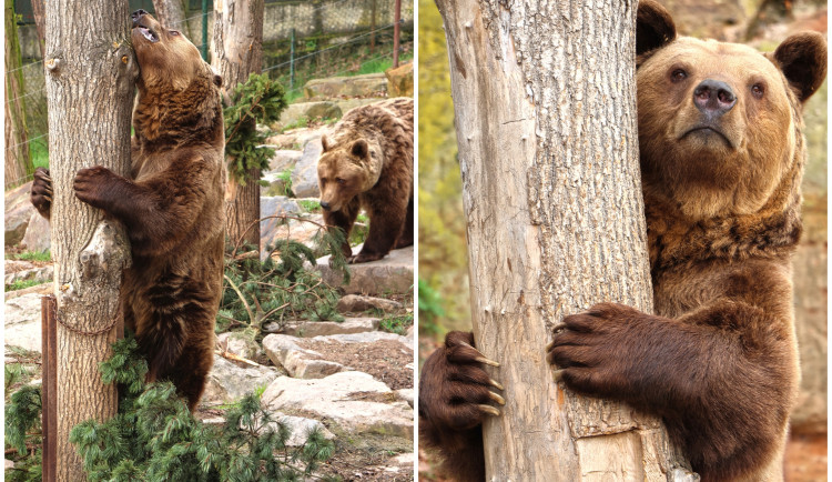 Trojice medvědů už se úplně probrala ze zimního spánku a vesele dovádí ve výběhu
